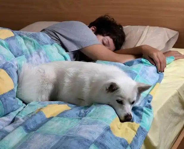 主人阳了狗狗守在床边3天3夜网友说这是狗在等着吃新鲜肉