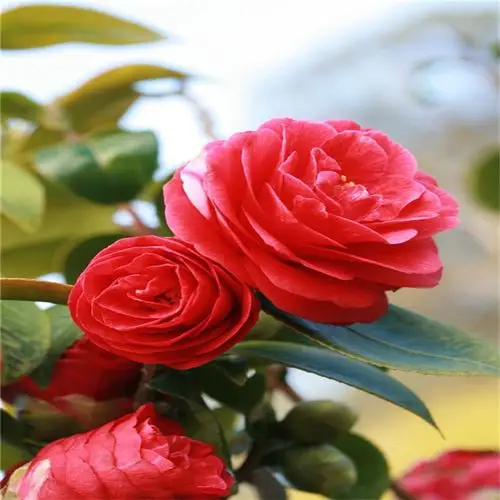 山茶花苗 七彩茶花苗木 五色茶花 茶花苗高度山茶花树苗 批发嫁接茶花