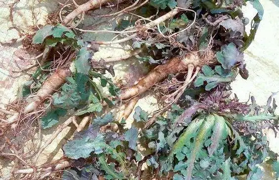 苦碟子根有什么功效和作用