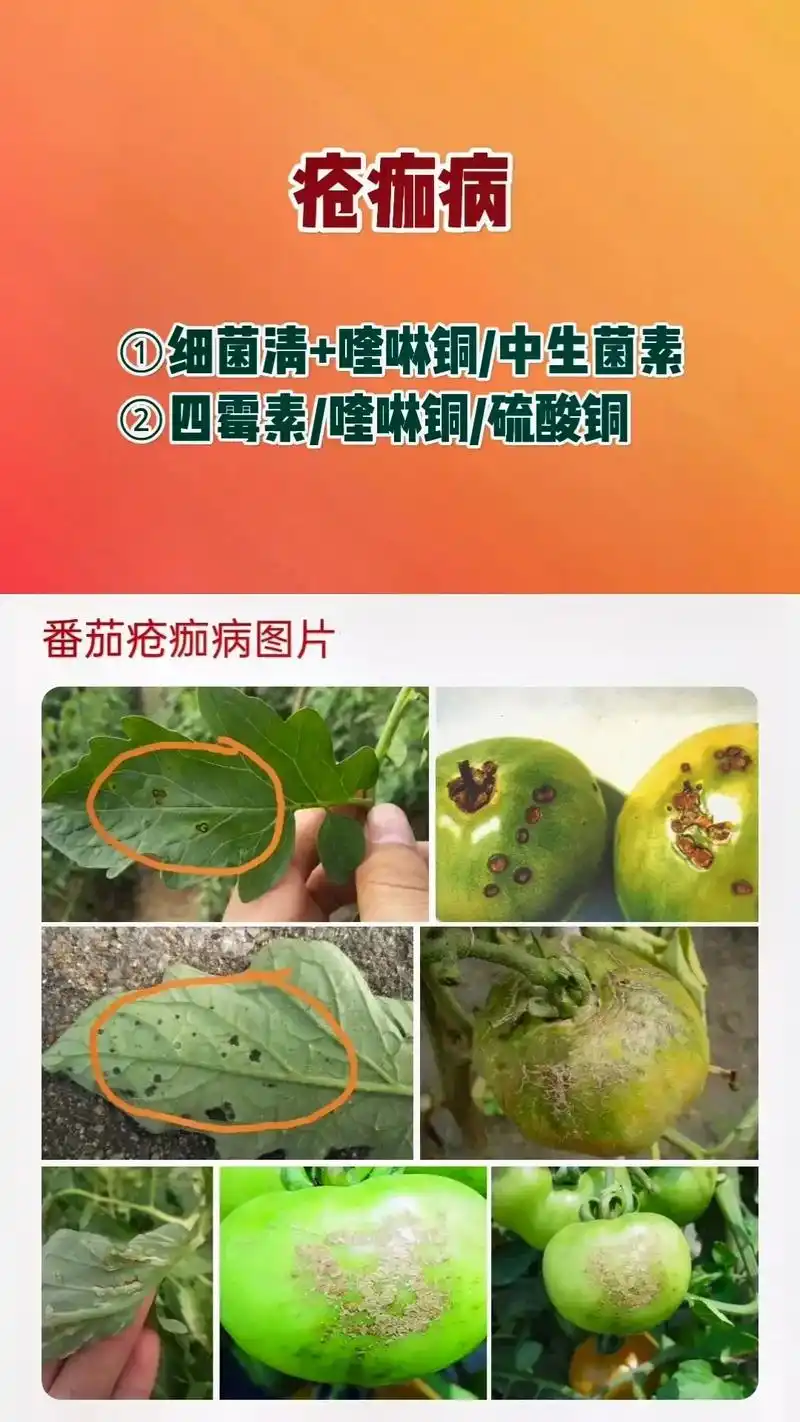 番茄病害大全参考图 番茄病害 - 抖音