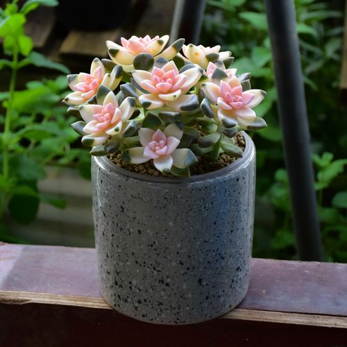 多肉老桩淡雪锦多植物室内盆栽精品绿植大颗多肉植物