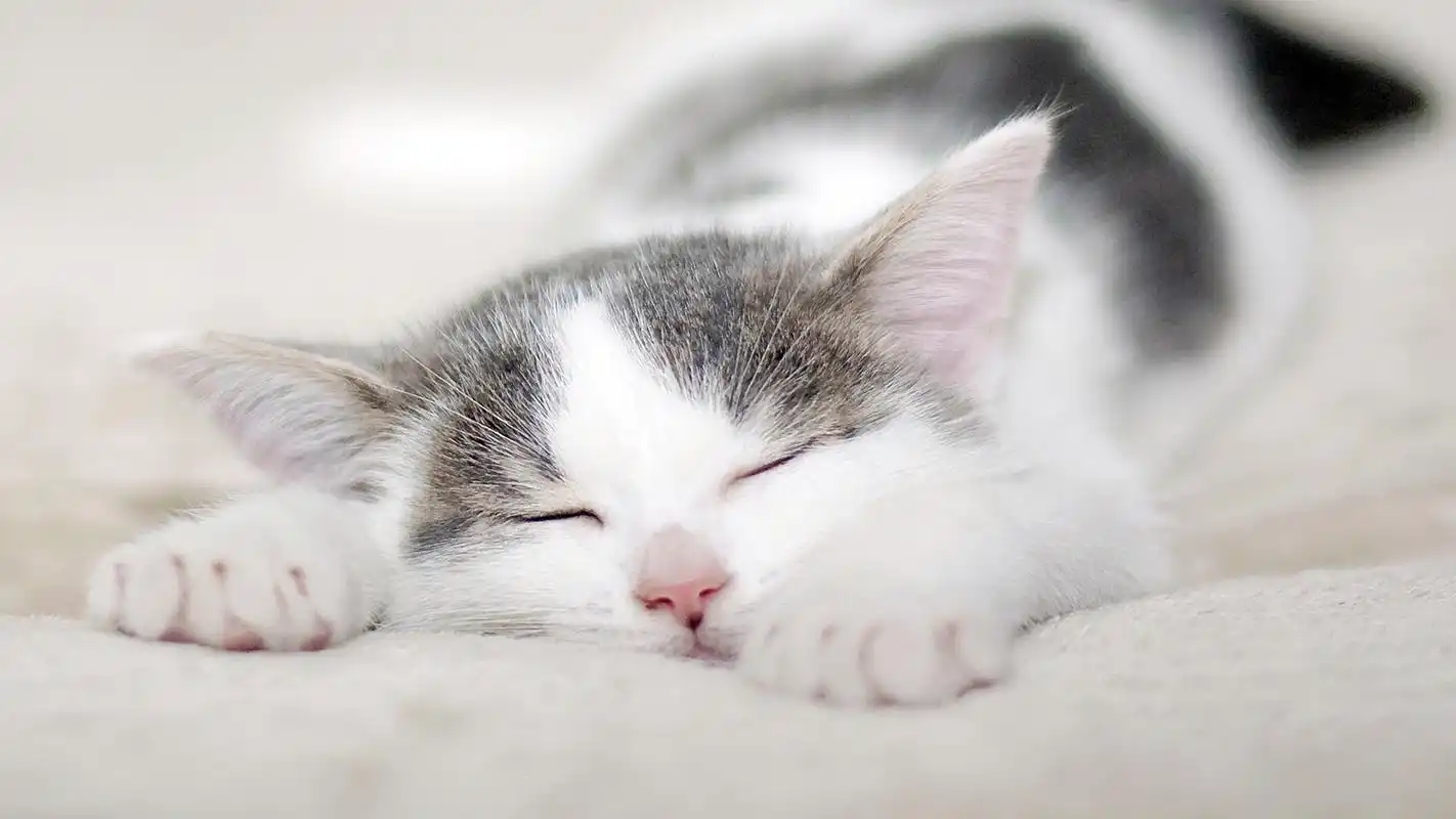 呆萌萌宠喵咪睡觉高清图片电脑桌面壁纸