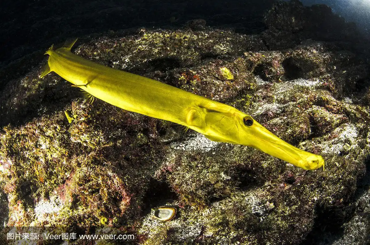 黄金trumpetfish
