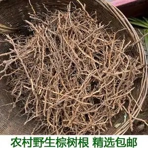 新鲜棕树根 棕榈树根 现挖棕榈根 野生现挖棕榈根须 马尾棕根生发