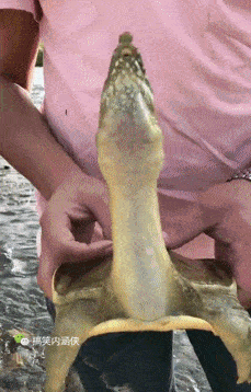 搞,美女gif动态图 搜索关注搜狐号:搞笑内涵侠