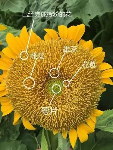 雪球自然观察菊花的亲戚向日葵