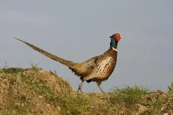 野鸡在农村都快成一害了为什么近几年农村的野鸡越来越多了