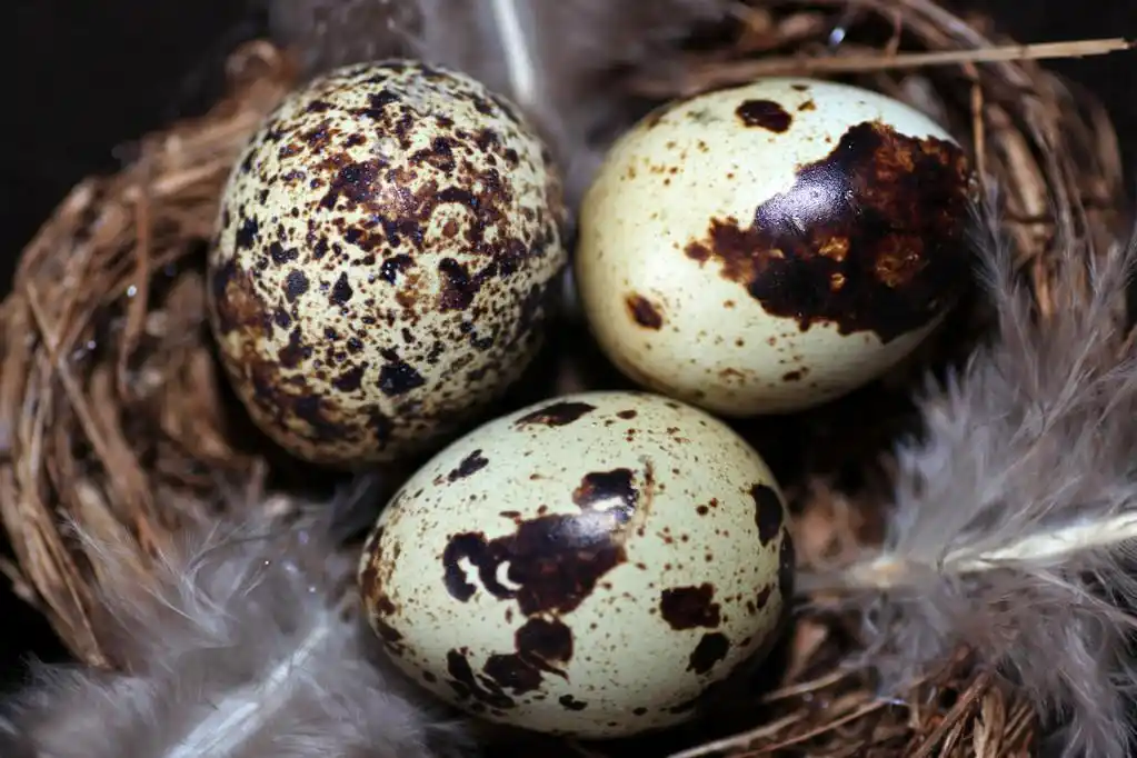 鸟蛋,eggs in the birds nest