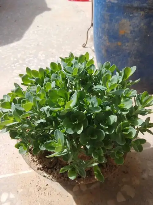 有谁认识这个景天科的植物叫什么?