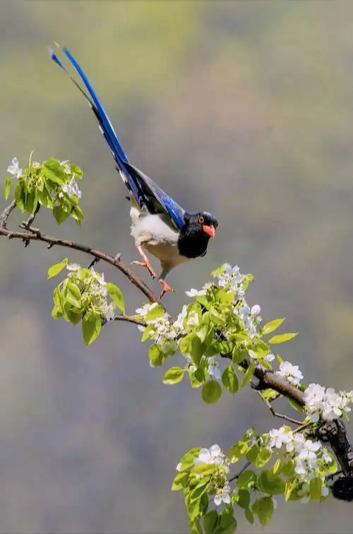 《喜鹊登枝》2019年春拍摄于南京植物园