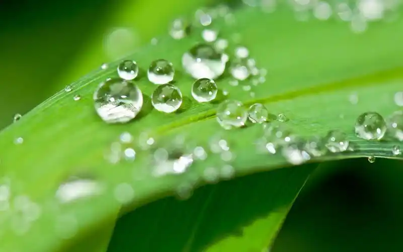 晶莹剔透的唯美露珠图片桌面壁纸