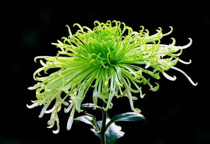 唯美的菊花摄影作品3