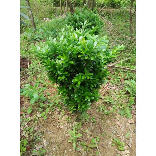 小黄杨树苗又叫千年矮树苗绿化树苗庭院绿化树四季常绿