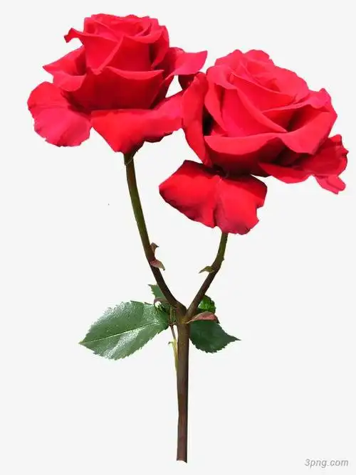 两朵红色玫瑰png素材透明免抠图片动植人物