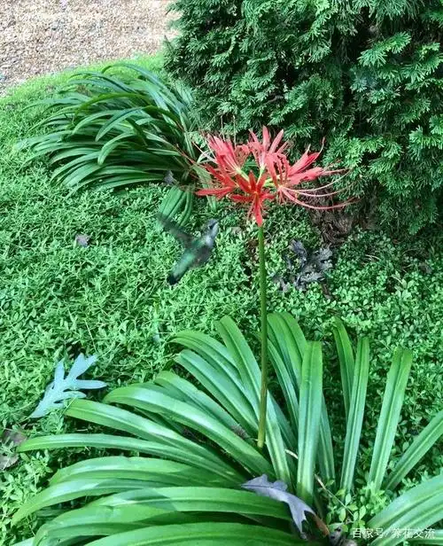 常被用作景观植物的红花石蒜,想让它开花,需满足几个条件