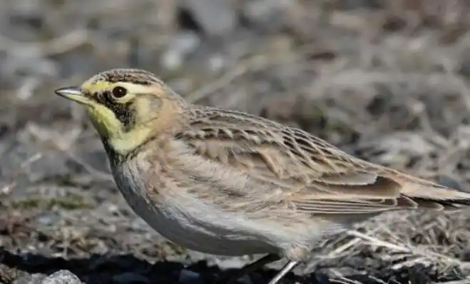 百灵鸟长什么样子