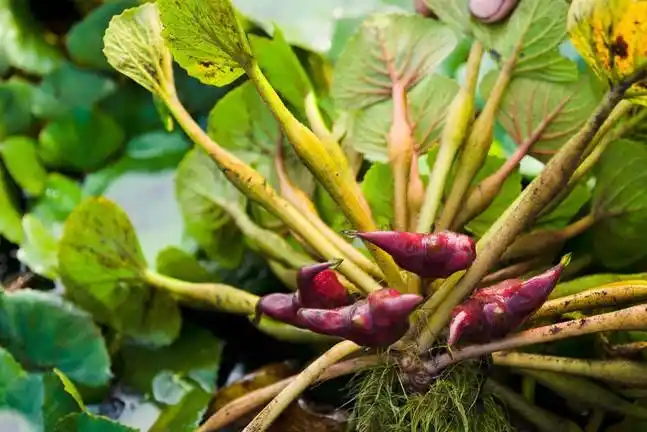 菱角可以怎么吃呢?最美味的菱角吃法介绍! - 四季植物网