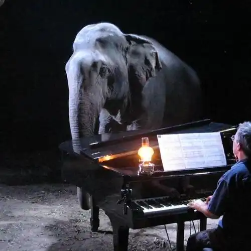 英国音乐家在森林里为失明的大象弹琴,贝多芬的能治愈的不仅是人类!