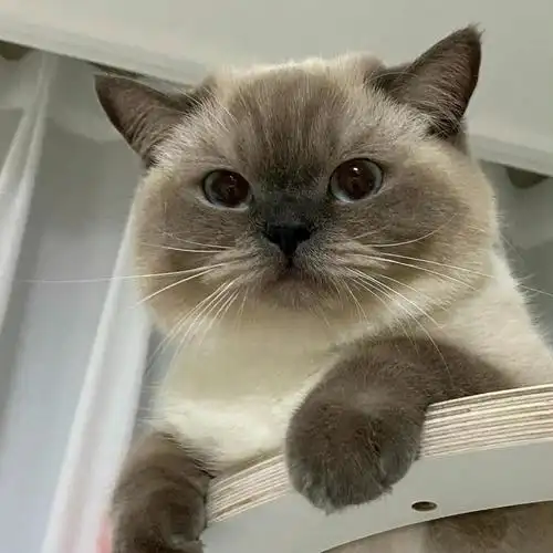 听说最近重点色英短小毛咪黑糖很火哈哈哈