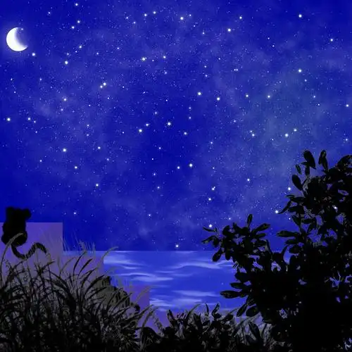 星空下的猫插画图片壁纸