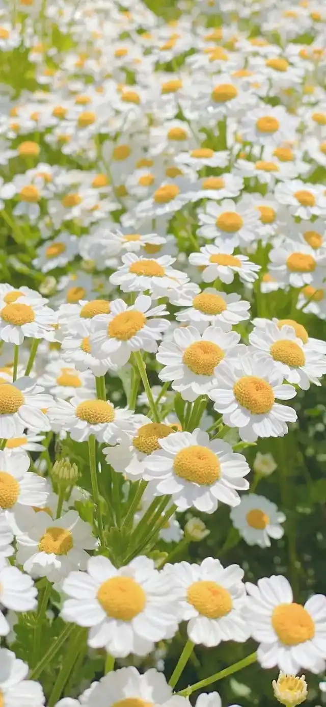 小清新,唯美,治愈系小雏菊手机壁纸,分享给你,希望你能喜欢