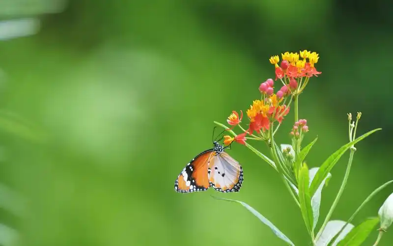 彩色蝴蝶与美丽花朵