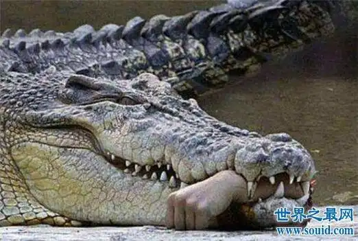 世界上最大的鳄鱼,体长竟然可以达到5米!