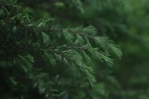 用宾得kp拍了一组护眼壁纸无水印原图放送