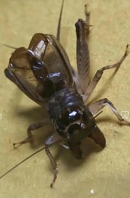 大家眼里的真紫黄沧州十路墨牙黄