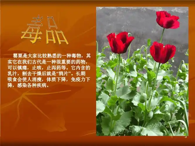 简介:珍爱生命,远离毒品n毒品知多少n3毒品罂粟是大家比较熟悉的一种