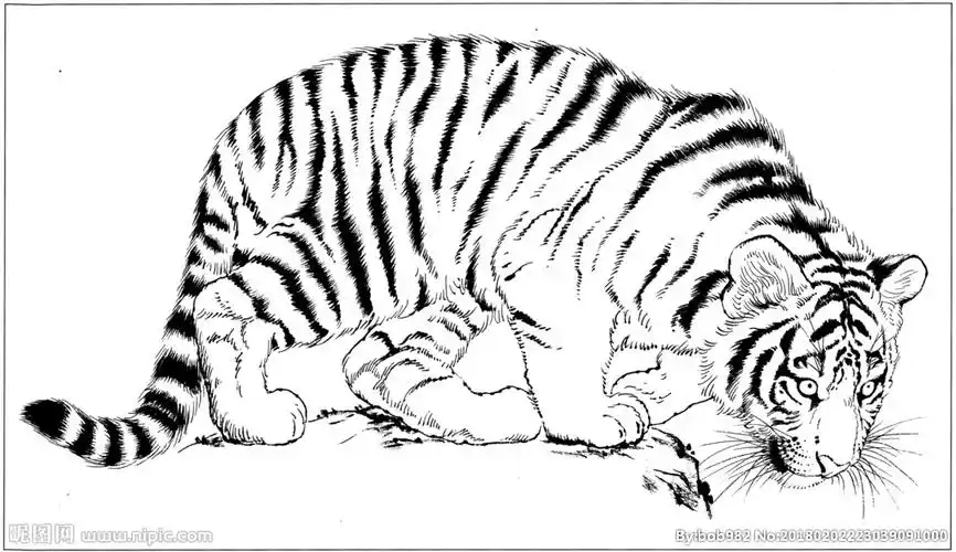 老虎白描素描线描国画图片