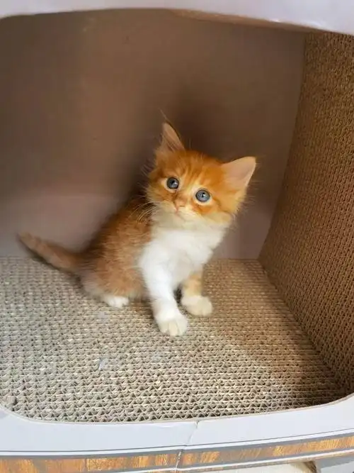 超可爱长毛橘猫全款500上海领养2个月会吃猫粮会用猫砂加v252477772详