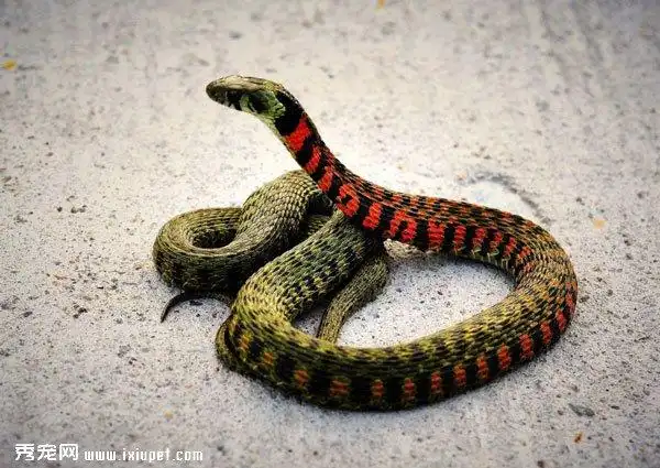 这样五彩斑斓的蛇你见过吗(2)