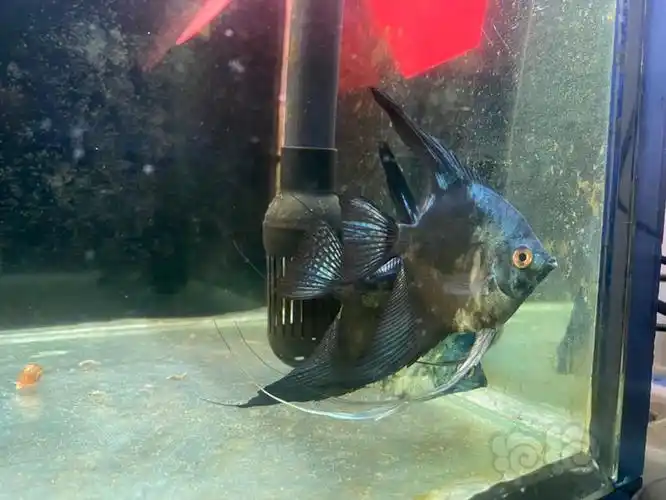 其它燕鱼请欣赏无滤镜阿凡达烟熏