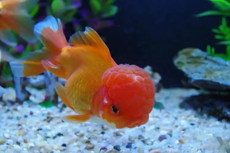 风水鱼兰寿金鱼常见的品种-搜狐大视野-搜狐新闻