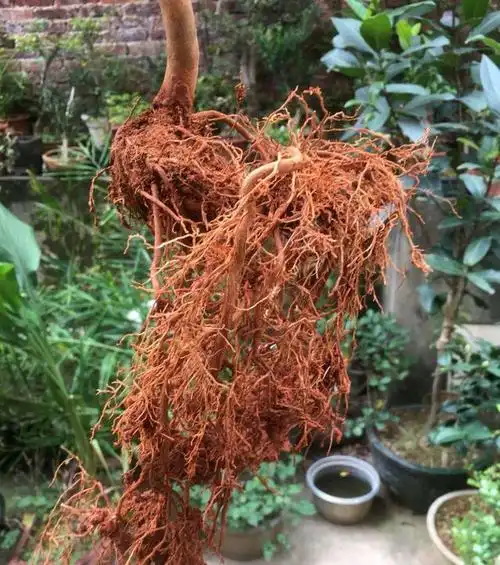 买回来的茶花盆栽怎么洗根换盆?听说茶花洗根服盆快易存活