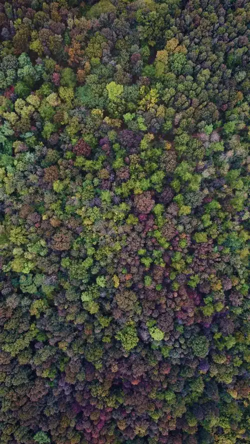 秋季森林航拍,俯拍森林. - rylymn - 图虫