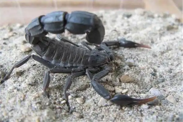 黑粗尾蝎介绍成年雄蝎子达10cm长性情凶残