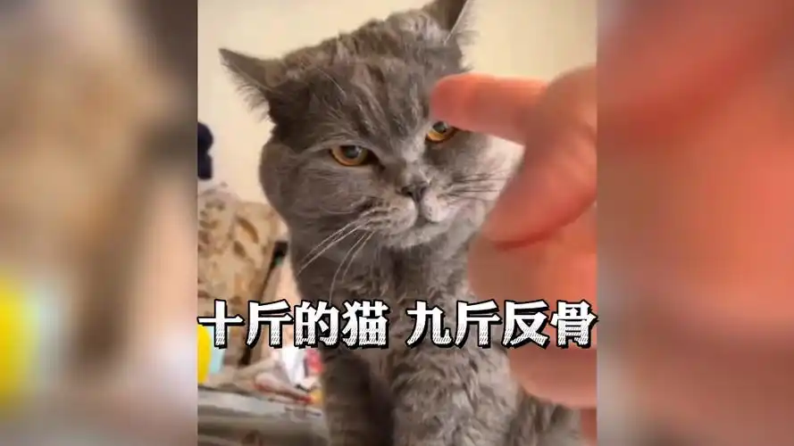十斤的猫 九斤反骨