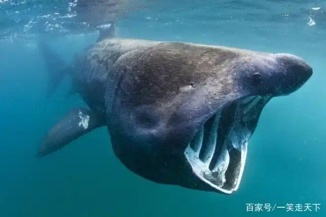 深海十大恐怖鱼  面目狰狞