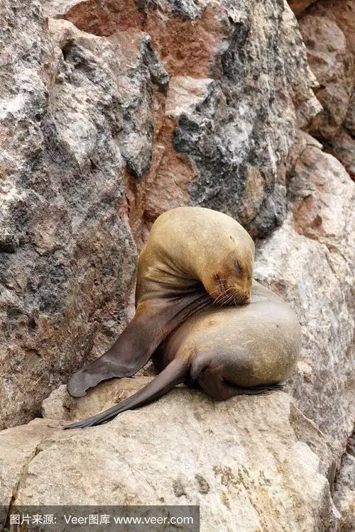 南美海狮