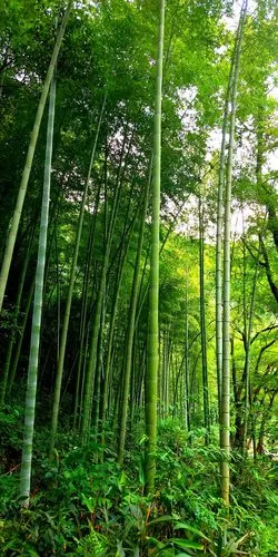 1100_2200竖版 竖屏