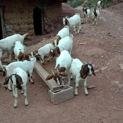 荆门纯放养波杂山羊出售.