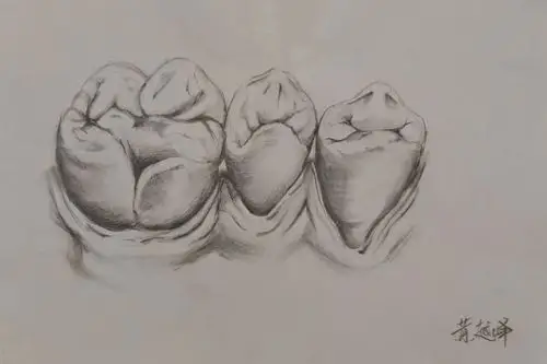 艺术源于生活在绘画中掌握牙体形态