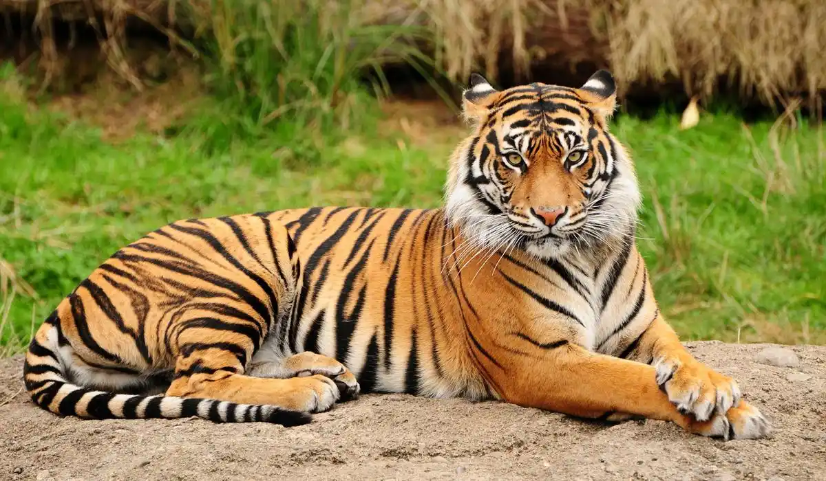 浅谈"百兽之王"新疆虎,从遍布塔里木到灭绝,仅用了几十年