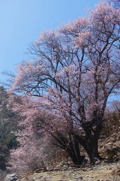 这是一株高大的野桃树.