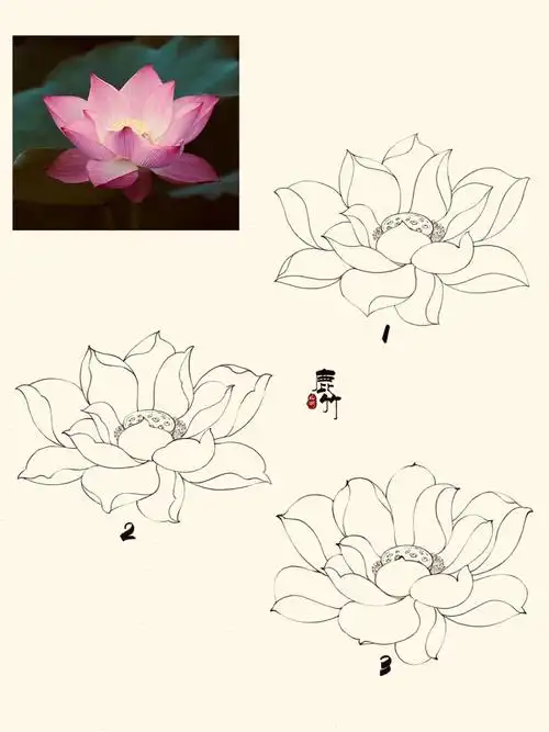 荷花花瓣的三种线稿