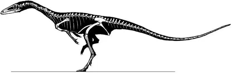 腔骨龙 (其他生物相关)