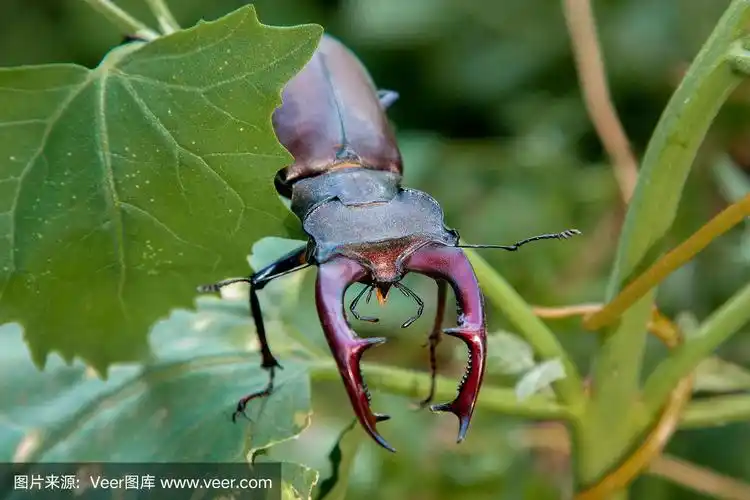 欧洲雄性大甲虫