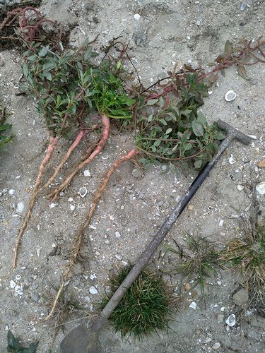 广东农家野生蔬菜新鲜红鲜红刺苋菜根野菜刺苋根其它